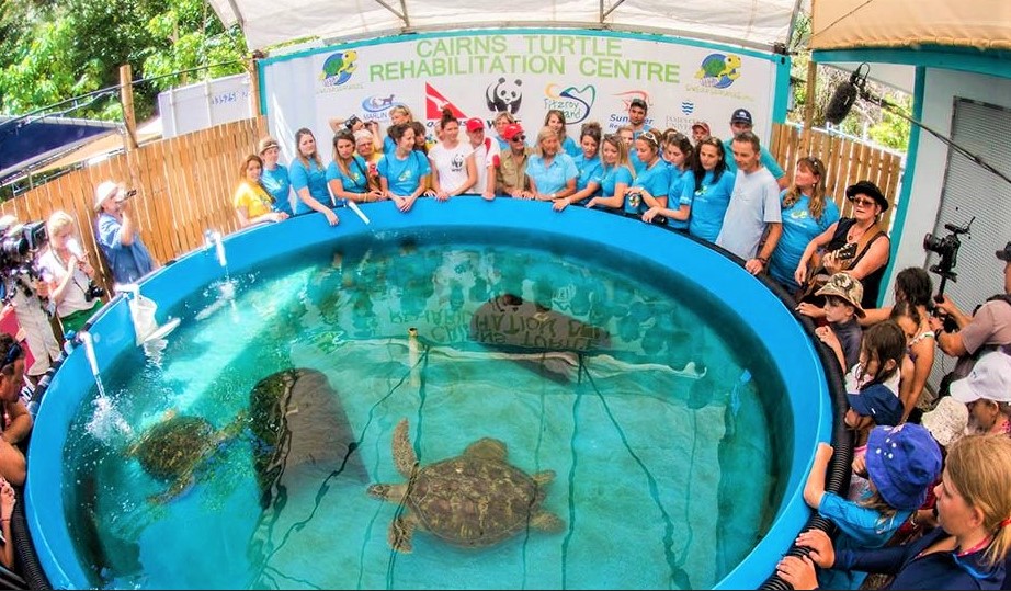 Image showcasing ANL | ANL continues to aid the rescue and rehabilitation of sea turtles ...